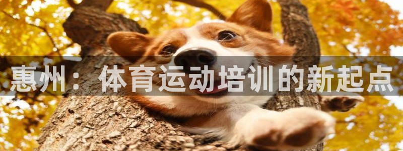 风速体育下载