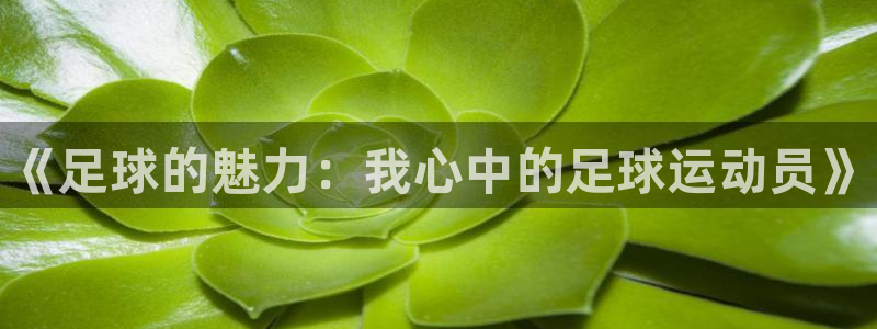 风速体育app官方下载